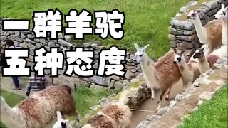 خمسة ردود فعل لحيوان اللاما عند مواجهة الصعوبات، أي نوع أنت؟