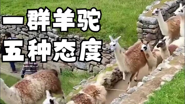 羊驼面对困难的5种反应，你是哪一种？