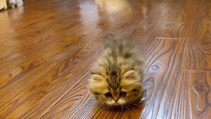 OMG—this is the legendary “cat bug”!!!