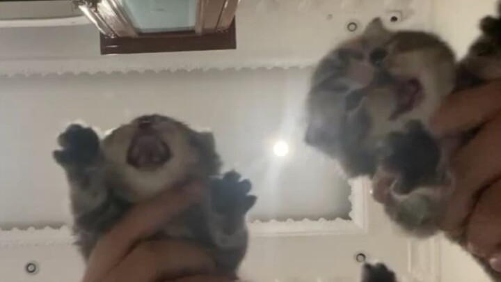 Come on—let’s see who’s the real boss!