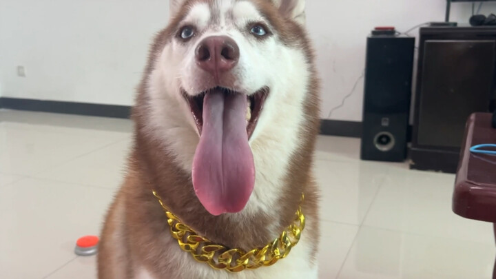 Husky: Meski omongannya kasar, dia tetap sayang sama aku!