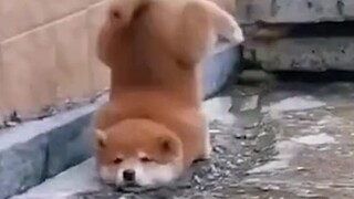 مين اللي علّمك تمشي هيك بحق الجحيم؟؟؟