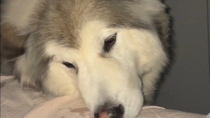 A 220-volt shock can't even kill a 250-volt dog!～