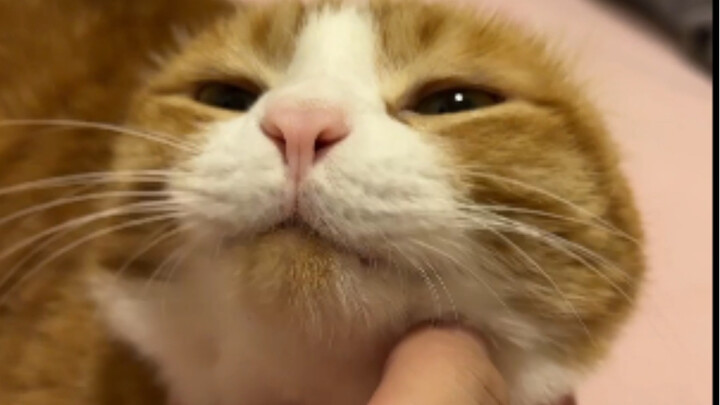 Will the cat get mad if you play with its ears?