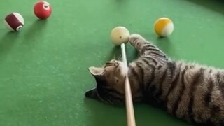 养猫有什么用？？？