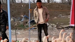This is how you trap a goose!