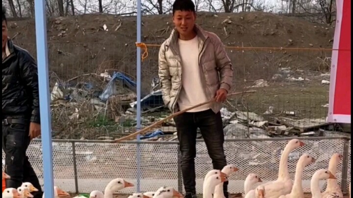 Đeo ngỗng lớn kiểu này!