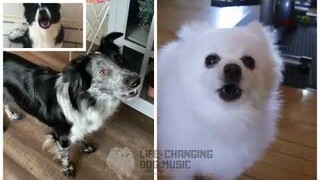 Rasputin but Dogs Sung It (Doggos and Gabe)