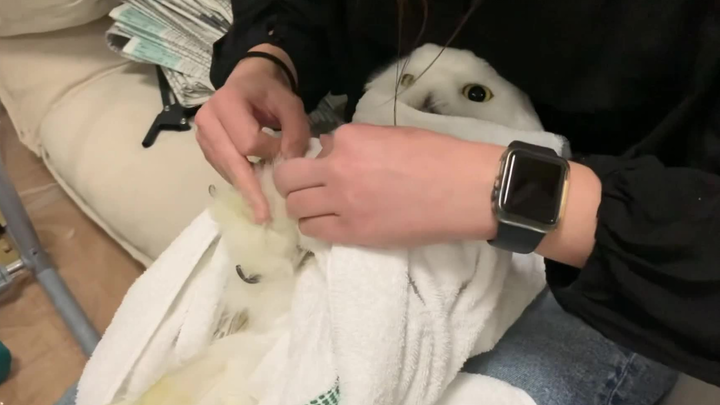 It's already a useless owl~