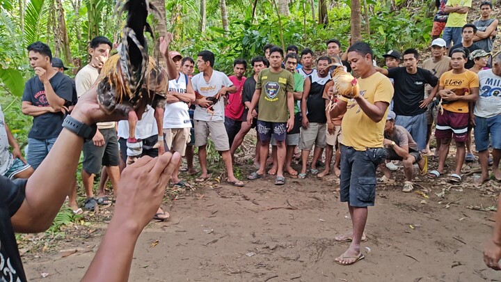 1x Winner na anak ni CardoBulik (Win) malaki tanda ang nakalaban pero ma baba