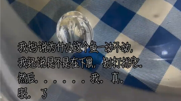 آه... سمكتي الذهبية الصغيرة #لا تجزع عند مواجهة أي أمر #أهذه ليست صوت شياو تشينغ؟