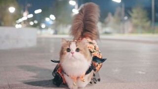 Anak kucing Halloween akan segera hadir, jika Anda tidak memberi mereka strip kucing, mereka akan me
