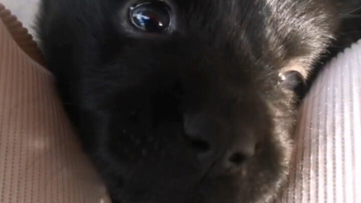 น่ารักขนาดนี้ ตั้งชื่อมันว่าเสี่ยวไป๋แล้วกัน!