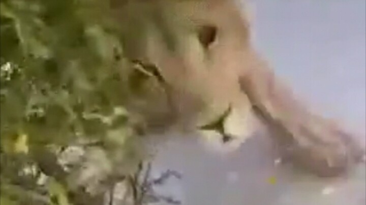 Lion: Who did you just call a dog?