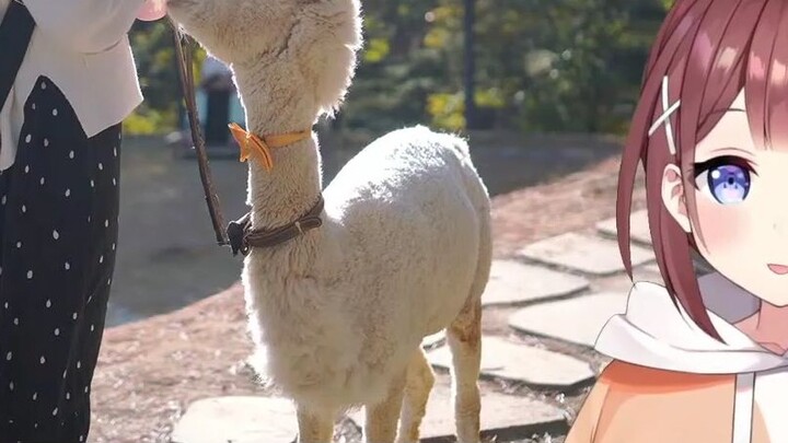 [Super beautiful 3D?!] The story that Ayamy and the alpaca have to tell [AYAMYあやみ]