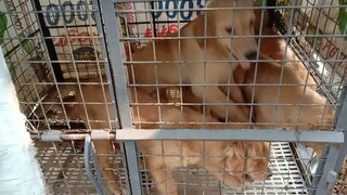 Canadian golden retriever pm me for price