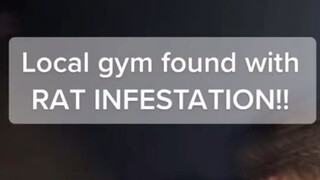 Rat infestation