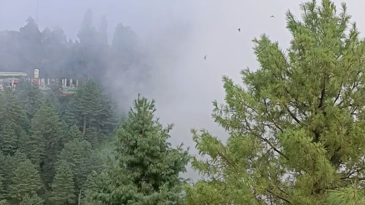 🌫️ A Magical Morning in the Fog | Nature’s Hidden Beauty