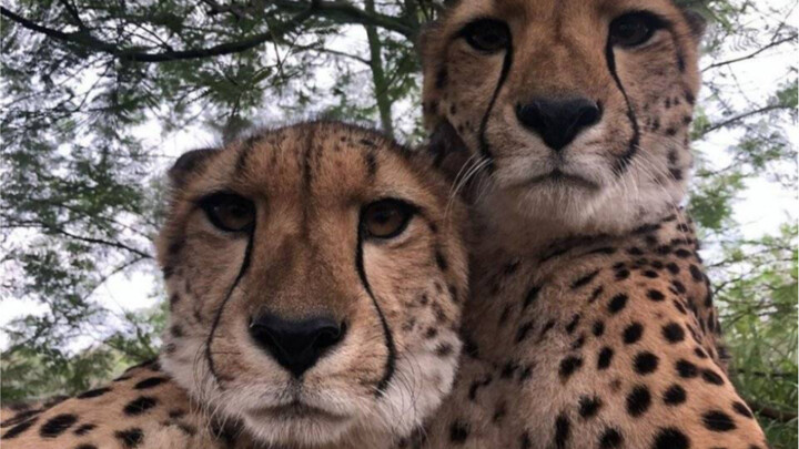 [Cheetah] Pay attention to your image and impact in public.