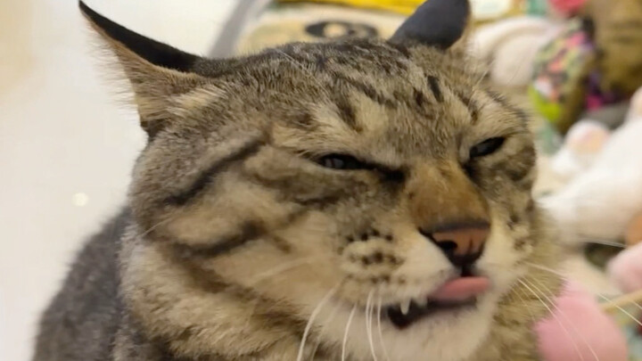 Hearing a wave-like cat meow for the first time!