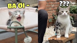 ĐAO LẠC | Không ngờ đại ca xăm mình cũng có ngày làm bố bĩm sữa | Pets TV