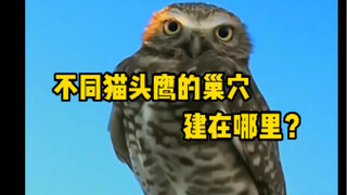 รังของนกฮูกแต่ละชนิดกลับแตกต่างกันมาก แต่ทุกรังก็ค่อนข้างเรียบง่าย