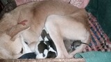 miracle puppies 🥰🥰 mothers love sa kabila ng kanyang ilang taon ng sakit 👏👏👏