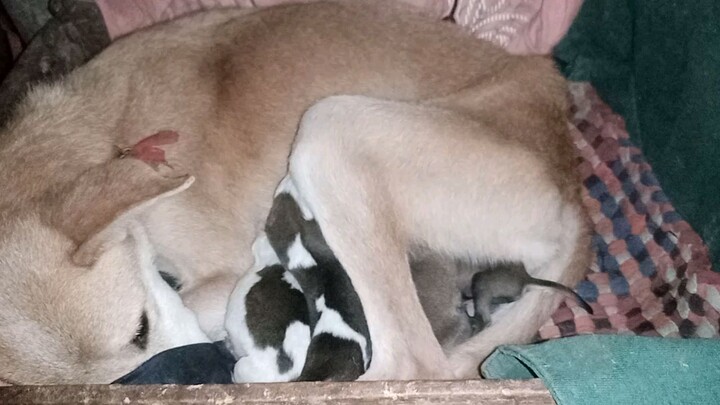miracle puppies 🥰🥰 mothers love sa kabila ng kanyang ilang taon ng sakit 👏👏👏