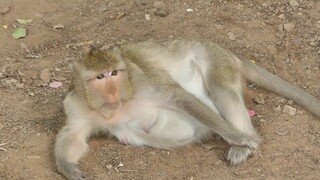 New Update : Still Worry Carzilla Monkey Still No Action Give Birth, She Wait To See New Baby