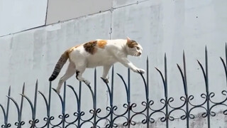 "The Unconventional Cat"
