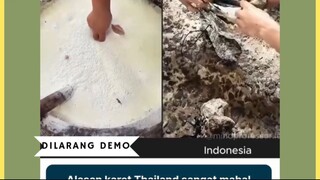 Alasan karet Thailand sangat mahal dibandingkan dengan karet Indonesia bukan semata karena keberuntu