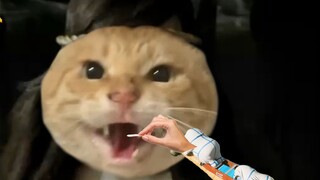 【拜年基单品】爱猫FM之天下DJ版