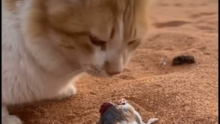 Tiger Vanguard Launches a Surprise Attack on the Yellow Wind Great Sage!