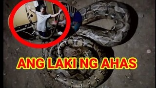 MALAKING AHAS #Snake #Malakingahas