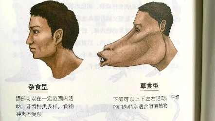 Lịch sử tiến hóa hiện đại của loài người.