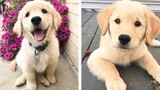 The Best Adorable Golden Puppies 🐶 Look Forward To Seeing Them All| Cute Puppies