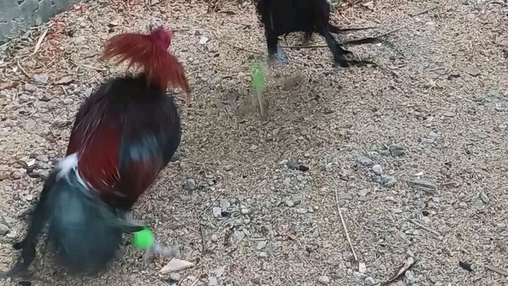 SweaterGilmore At Genes Little backyard vlog #sabongislife #sabongnation #gamefowl #rooster