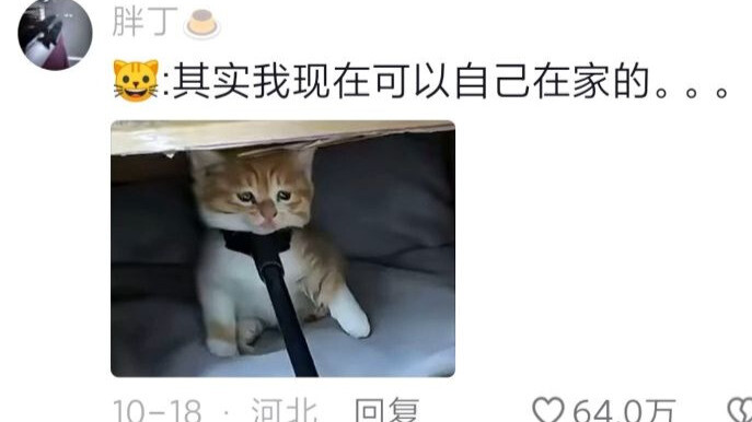 Mẹ mèo vắng nhà, để tôi thay bà ấy chăm con, lại là một ngày tự cảm động vì chính mình, vẫn là tôi c