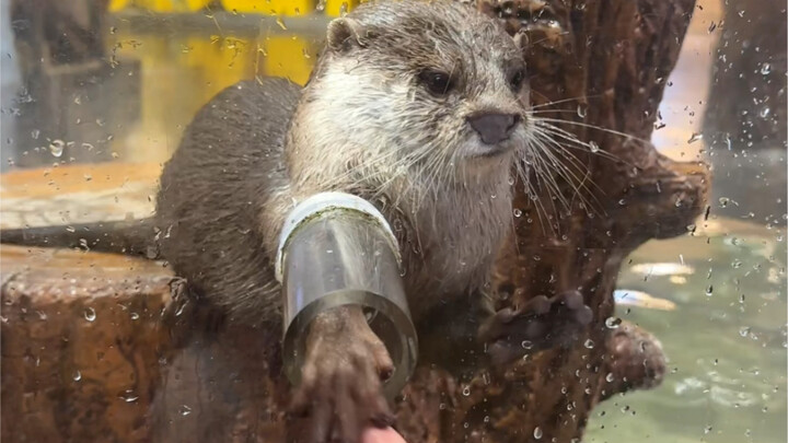 The little otter’s sense of perception is really sharp!