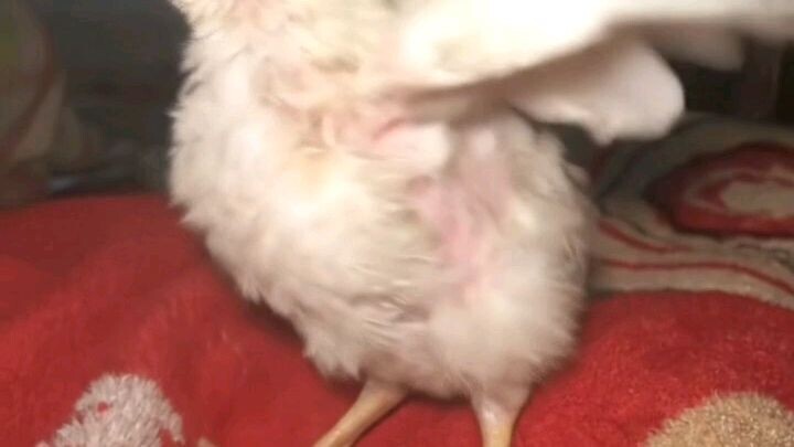 🐔