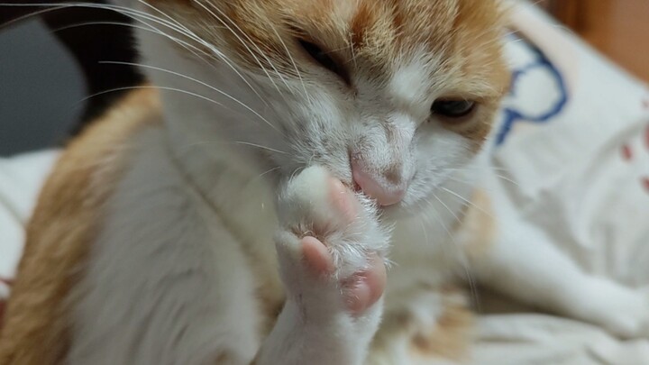 Cat: Fuck, I’m just eating, eating, eating…