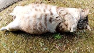 แมวตัวหนึ่งที่นอนในท่าทางไม่ระวังตัวตื่นขึ้นมาและซ่อนใบหน้าของมันไว้