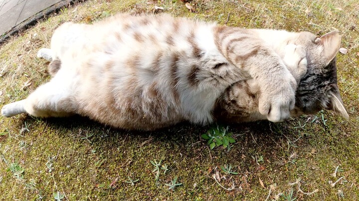 Một chú mèo đang ngủ trong tư thế không được bảo vệ đã thức dậy và che mặt lại