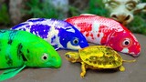 Stop Motion Lucu ASMR Penyu Bertelur, Ikan Hias, Cupang Koi Memasak warna warni di lubang Lumpur