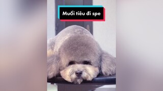 Một buổi spa cho muối tiêu LearnOnTikTok lamdep thucung