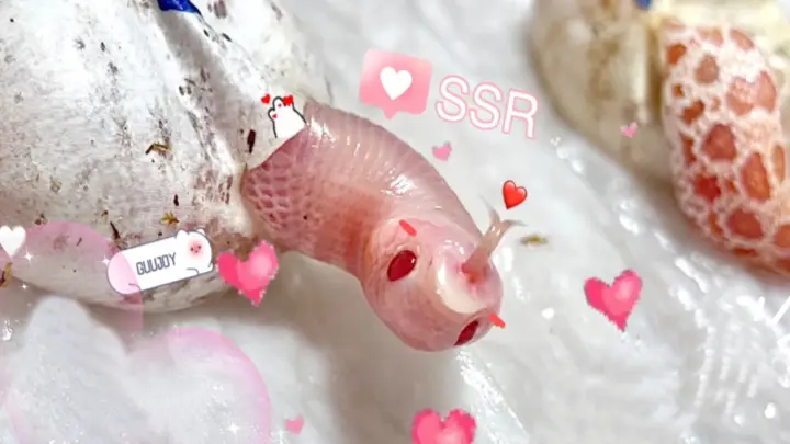 [Reptile pets] A cute pink Hognose Snake is born!