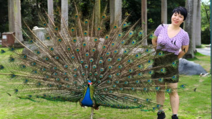 Ketika saya menari Knock di samping burung merak, saya terkena telur Paskah di bagian akhir