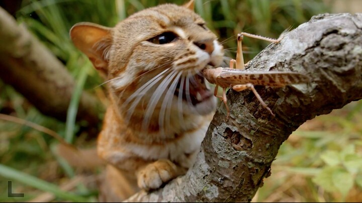 Rusty-spotted cat: The moon is bright in front of my bed, brother, you smell so good.