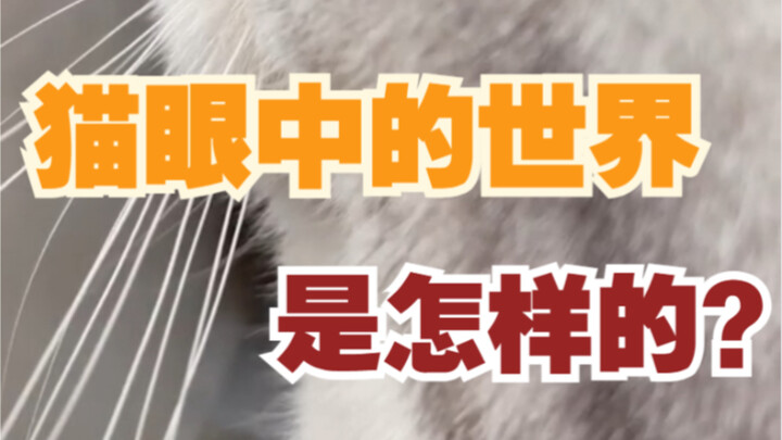 Muốn biết thế giới trong mắt chú mèo nhỏ trông như thế nào không?