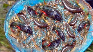 Chỗ Nhiều Cá Lia Thia Nhất Việt Nam Là Điểm Này - 7 Ân - betta fishing